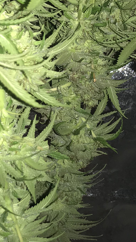 Growreport Bild 6