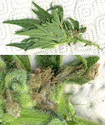 067_RD1schimmel_noternte