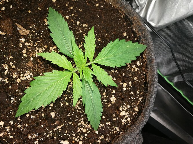 Growreport Bild 132