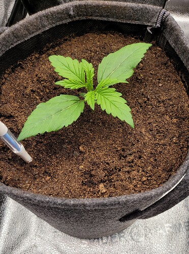 Growreport Bild 124
