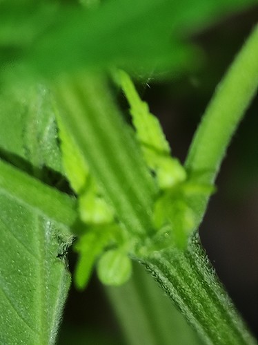 Growreport Bild 13
