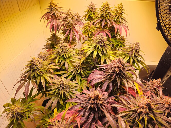Growreport Bild 1