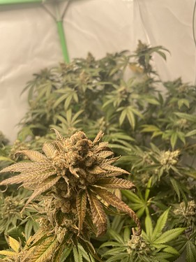 Growreport Bild 8