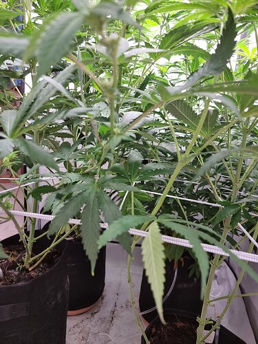 Growreport Bild 82