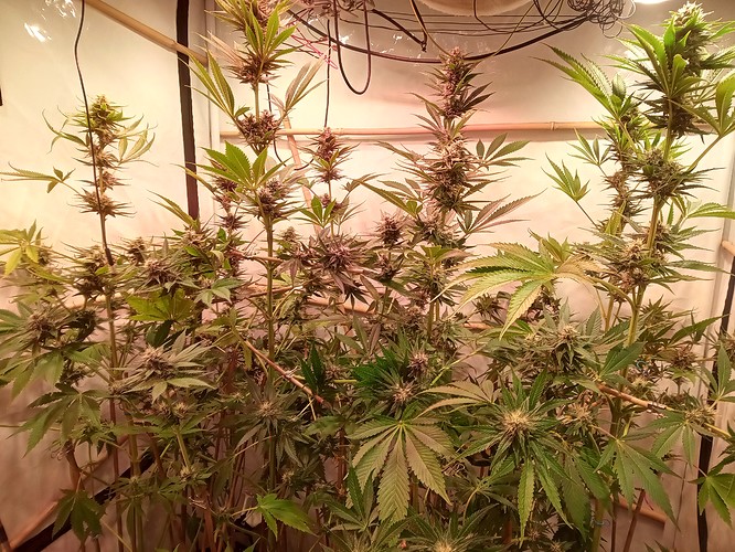 Growreport Bild 46