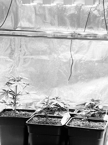 Growreport Bild 1