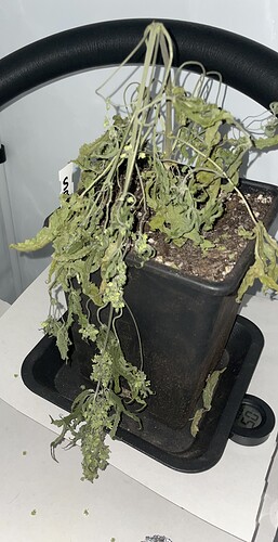 Growreport Bild 30