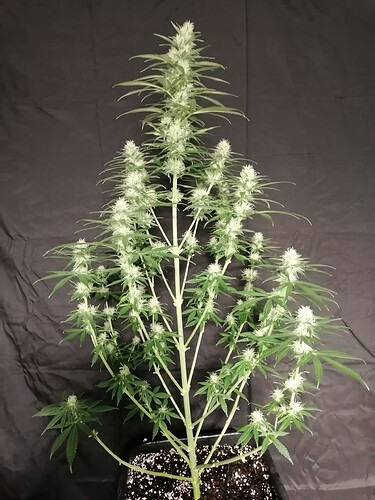 Growreport Bild 13