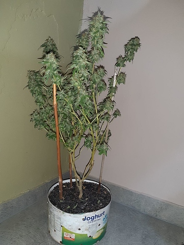 Growreport Bild 10