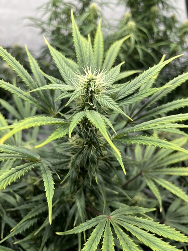 Growreport Bild 6