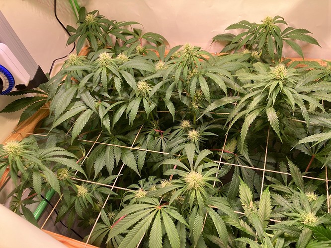 Growreport Bild 1