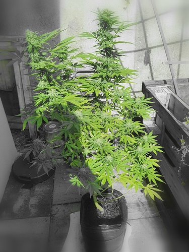 Growreport Bild 5