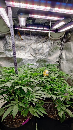 Growreport Bild 7