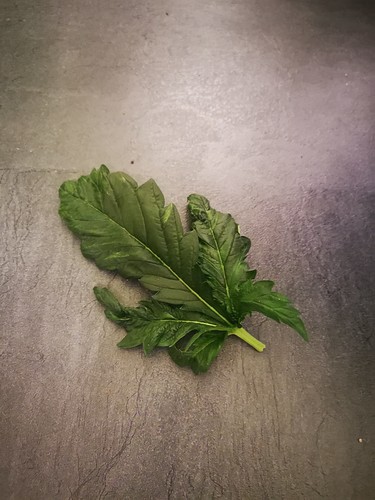 Growreport Bild 12
