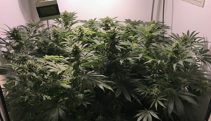 Growreport Bild 31