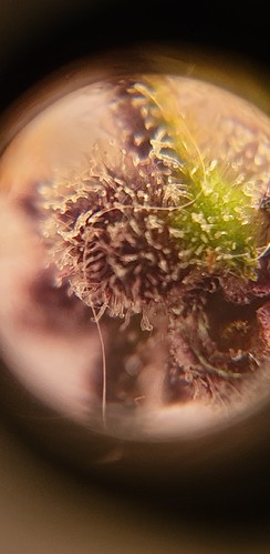 Growreport Bild 21
