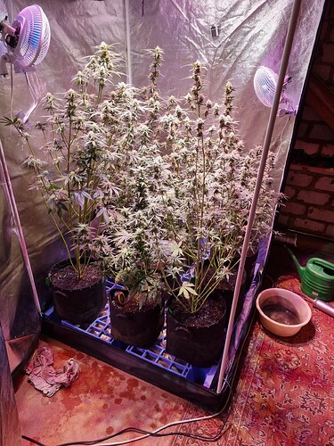 Growreport Bild 29