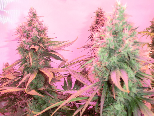 Growreport Bild 11