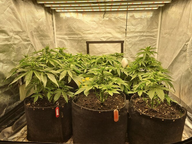Growreport Bild 50