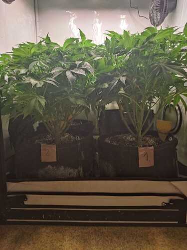 Growreport Bild 6