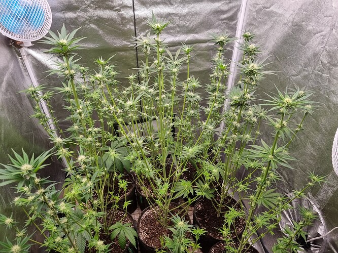 Growreport Bild 23