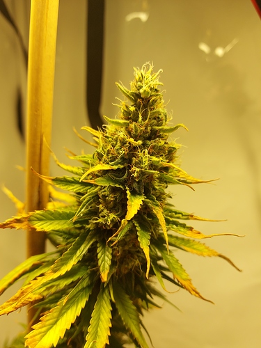 Growreport Bild 10