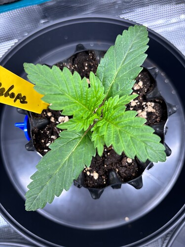 Growreport Bild 27