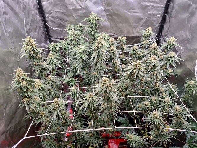 Growreport Bild 14