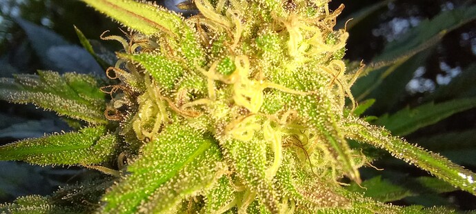 Growreport Bild 4