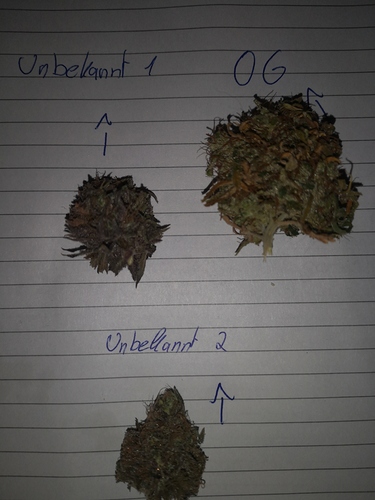 Growreport Bild 2