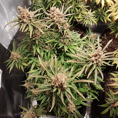 Growreport Bild 9