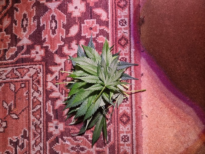 Growreport Bild 16