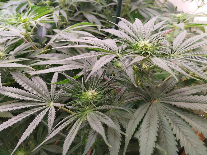 Growreport Bild 7