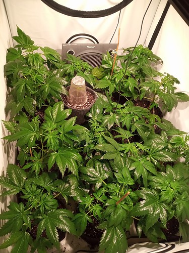 Growreport Bild 4