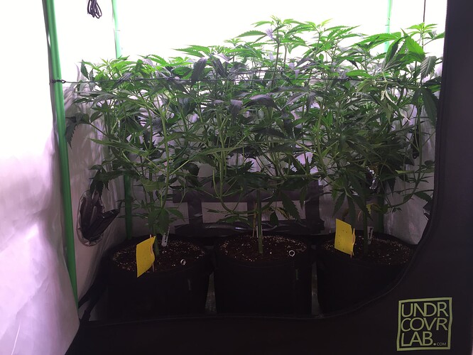 Growreport Bild 2