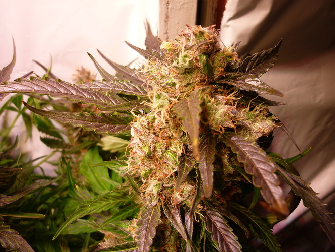 Growreport Bild 2
