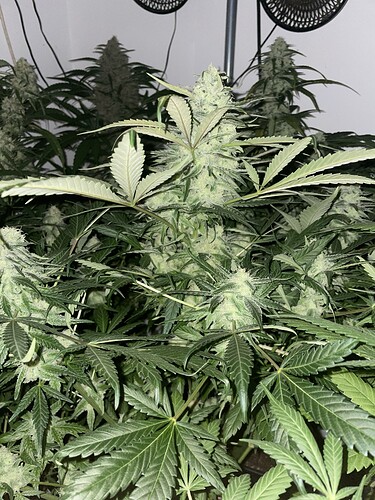Growreport Bild 9