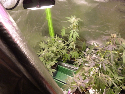 Growreport Bild 6