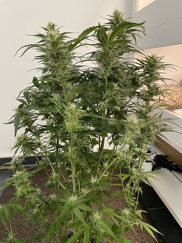 Growreport Bild 2