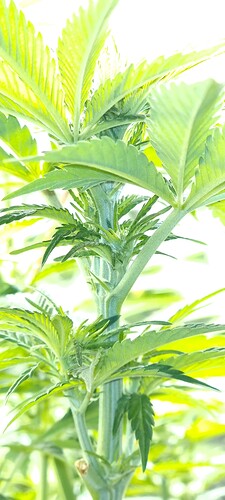 Growreport Bild 2