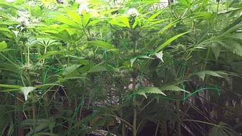 Growreport Bild 4