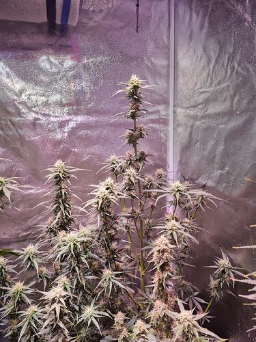 Growreport Bild 32