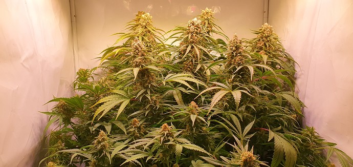 Growreport Bild 7