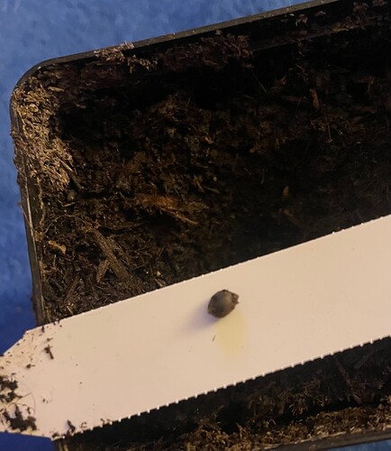 Growreport Bild 2
