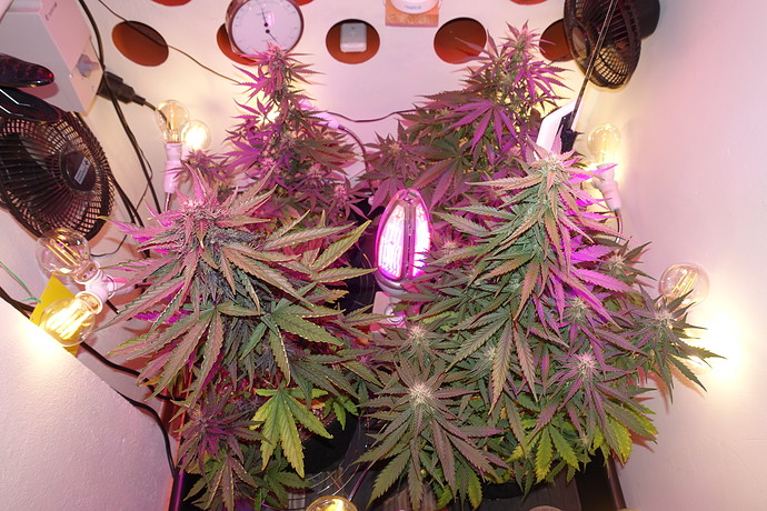 Growreport Bild 15