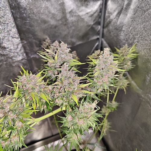 Growreport Bild 24