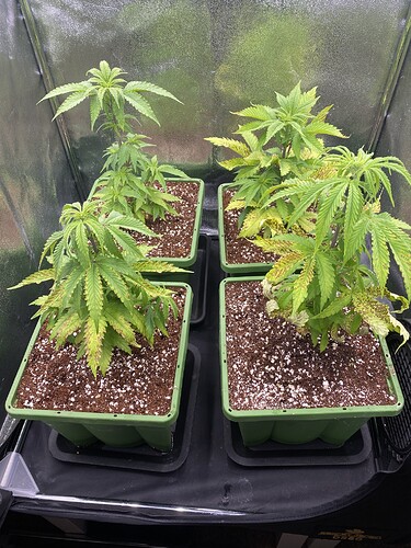 Growreport Bild 3