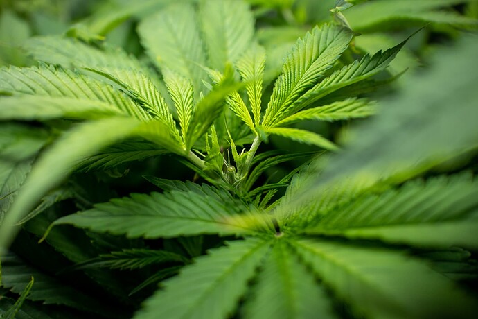 Growreport Bild 16