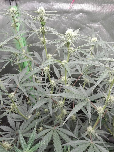 Growreport Bild 8