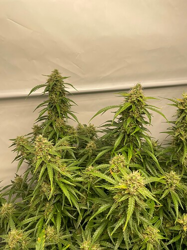 Growreport Bild 4